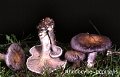 Clitocella popinalis-amf1612